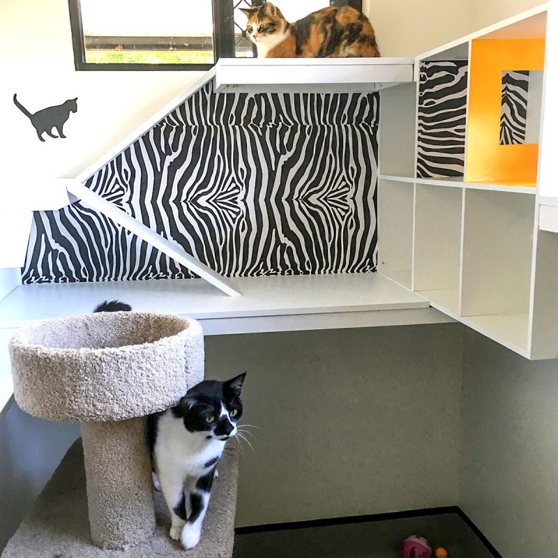 snug-cats-kempsey-cattery-20