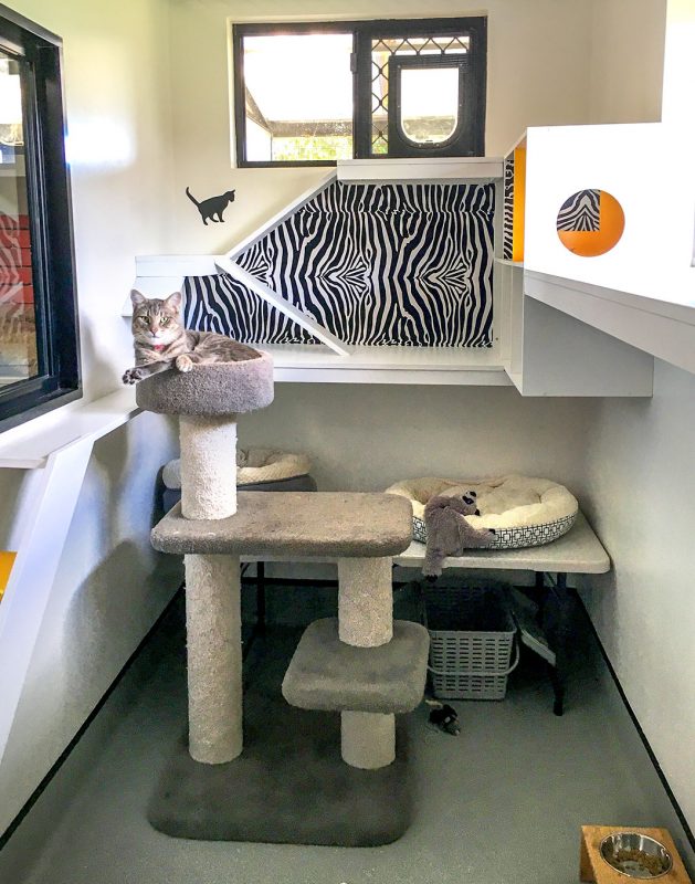 snug-cats-kempsey-cattery-3